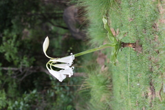 Crinum latifolium
